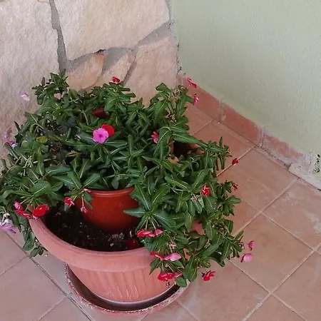 Renzo E Lucia Sant Isidoro (Sardinia)